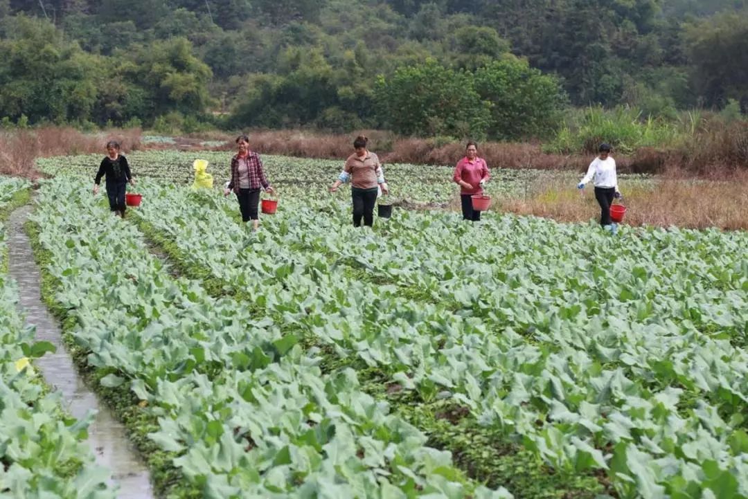 甲拌磷，农业中的双刃剑