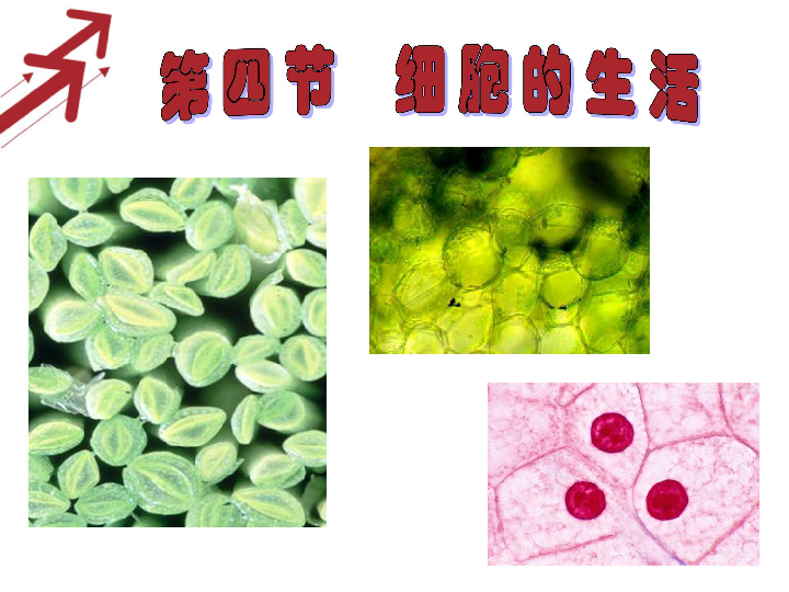 聚天冬氨酸，绿色环保的生物基材料新星