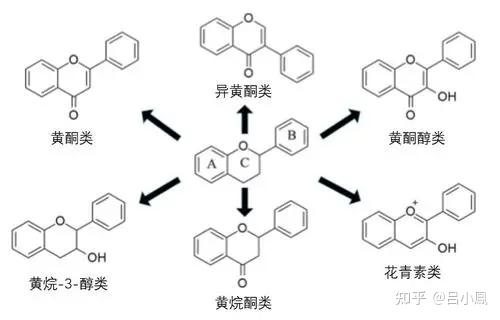 探索黄酮醇，自然界的抗氧化奇迹