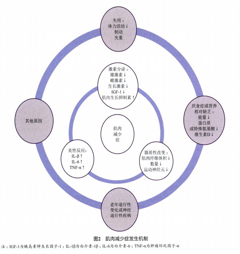 探索人类成长的奥秘，揭秘Human Growth Hormone（HGH）