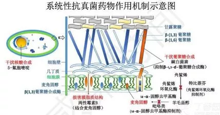 5氟胞嘧啶，从基础到应用的全面解析