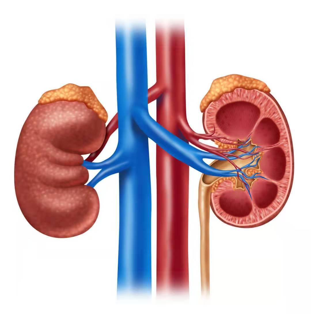 探索醛固酮（Aldosterone）的奥秘，从生理机制到健康影响