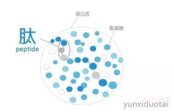 穿膜肽，生物医学领域的隐形钥匙