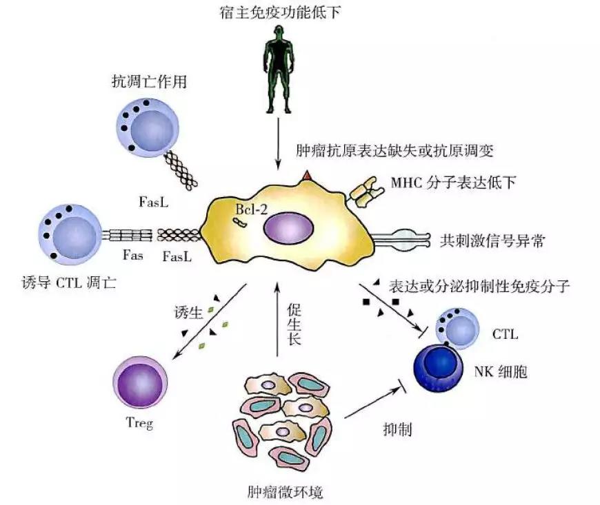 探索BD抗体，免疫系统中的守护者