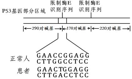 磷酸烯醇式丙酮酸，细胞能量代谢的关键角色