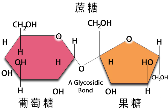 蔗糖的奥秘，探索其结构式的奇妙世界