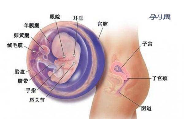 怀孕5个月，探索胎儿的成长奇迹