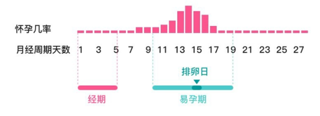 排卵期，解锁怀孕的黄金时期