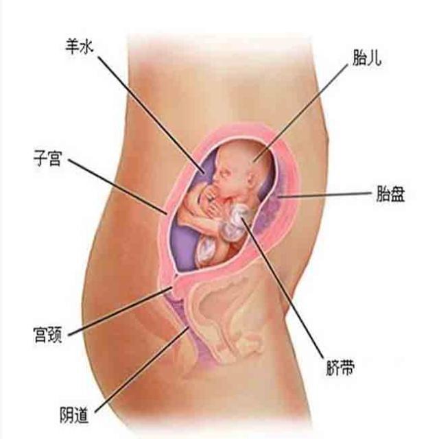 怀孕2个月，探索早期妊娠的奇妙旅程