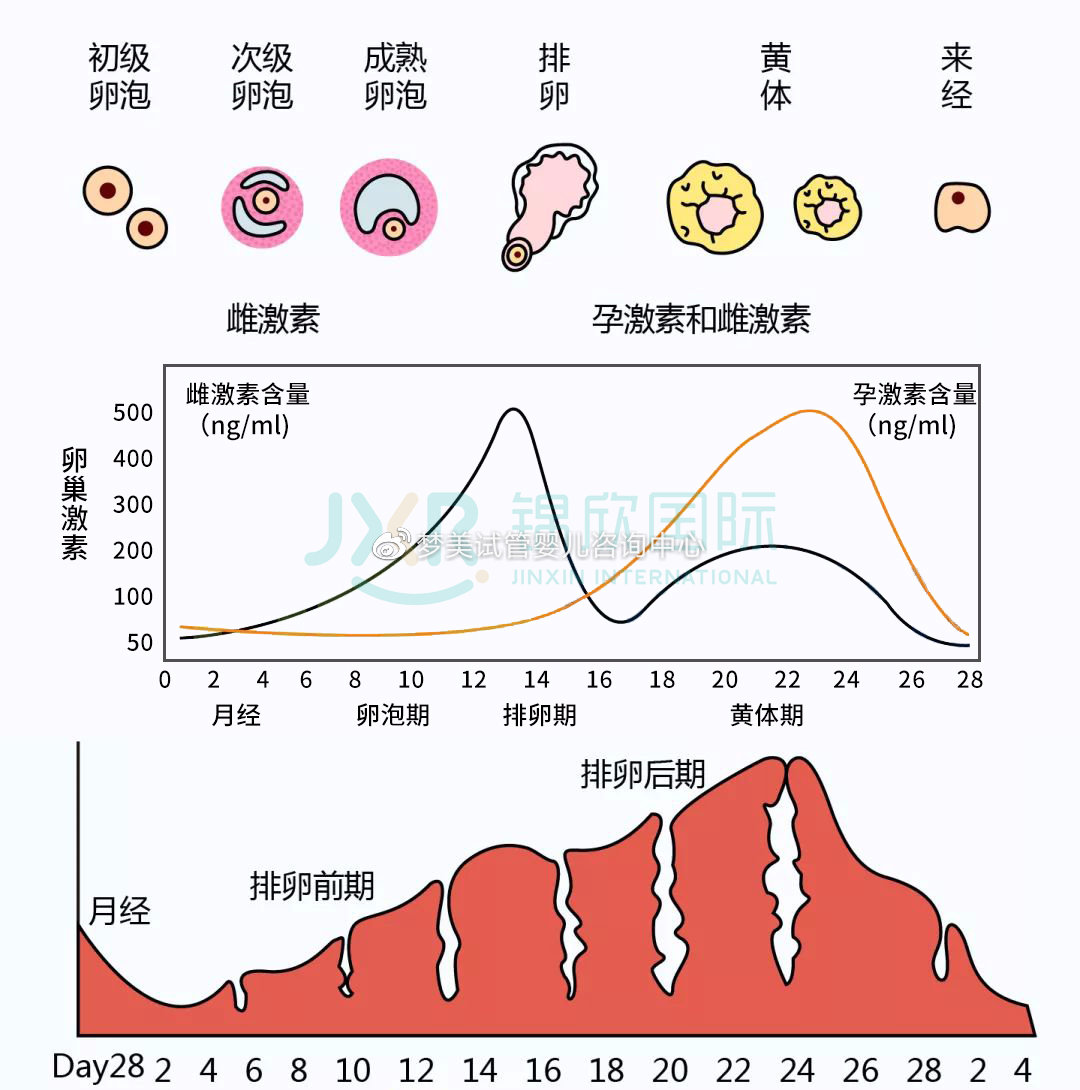 胎儿发育指标，从受精到分娩的奇妙旅程