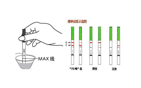 试纸多久能测出怀孕，全面解析与实用指南