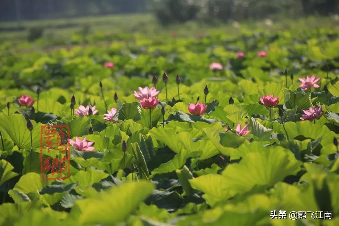 澳门精准正版资料大全，揭秘赌场游戏背后的真相澳门精准正版资料大全免费版