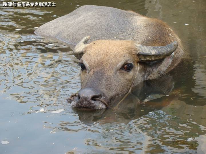 必中肖四不像，揭秘生肖预测的迷思与真相必中肖四不像2021年113期