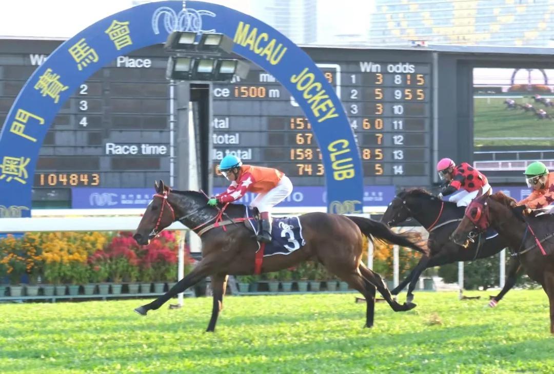 探索2019年香港马会正版资料大全，赛场风云与投注智慧并进