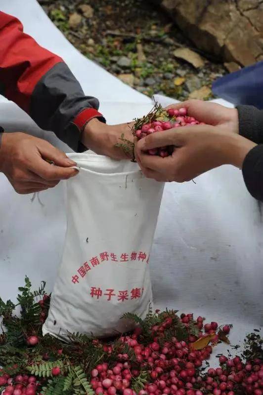 澳门2039最准免费资料大全，揭秘未来趋势与策略指南澳门2023最准免费资料大全葡京一技枝花