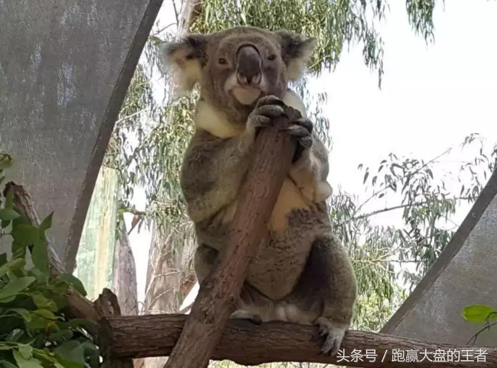 江苏体彩七位数走势图，数字背后的智慧与乐趣江苏体彩七位数走势图带连线